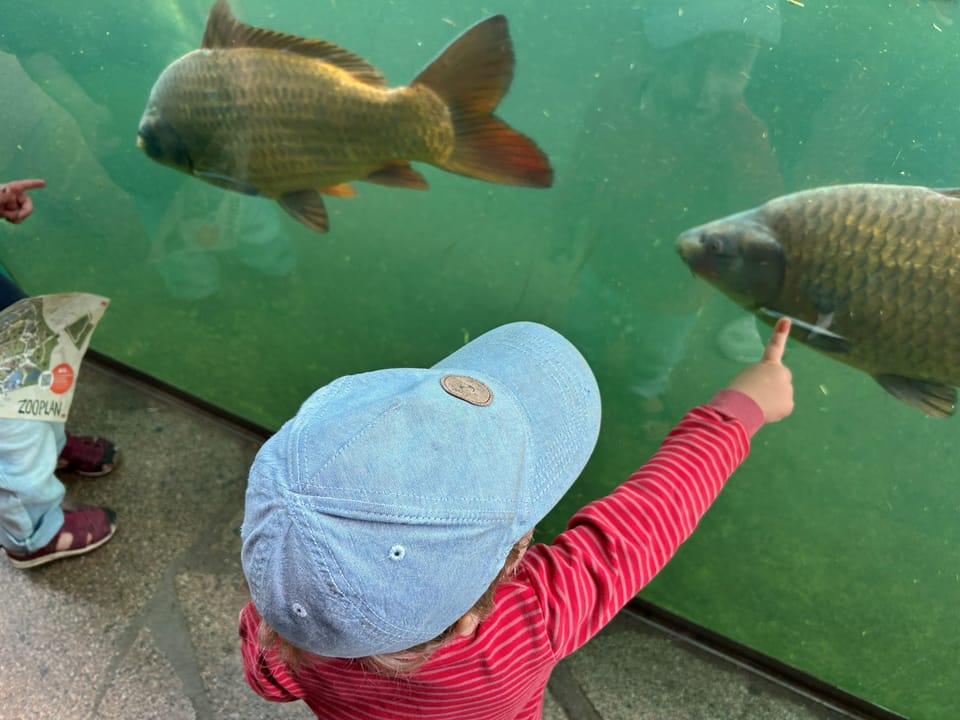 Ein Kind zeigt im Zoo auf Fische im Wasser